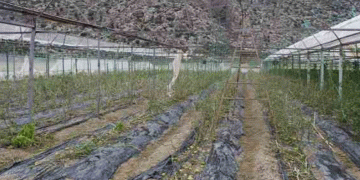 Antalya’da seraları dolu vurdu