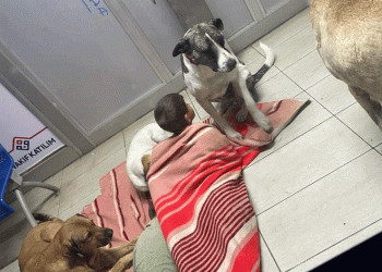 Köpeklerle uyuyan çocuklar yürekleri sızlattı