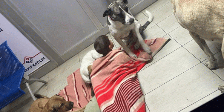 Köpeklerle uyuyan çocuklar yürekleri sızlattı