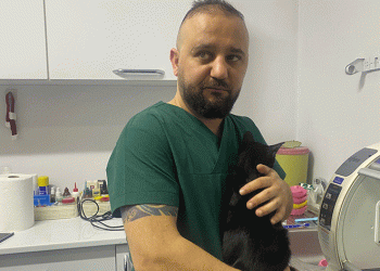 6. kattan düşen kedinin kaval kemiği kırıldı