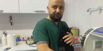 6. kattan düşen kedinin kaval kemiği kırıldı
