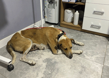 Sokak köpeğinin memesinde oluşan tümör alındı