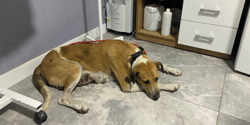 Sokak köpeğinin memesinde oluşan tümör alındı