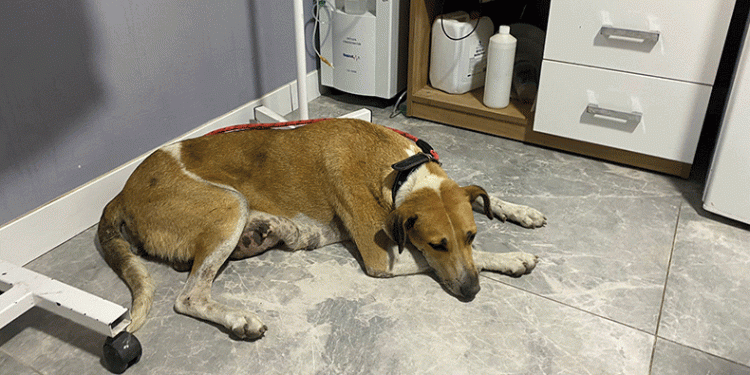 Sokak köpeğinin memesinde oluşan tümör alındı