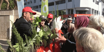 Bafra’da 40 bin fidan dağıtıldı