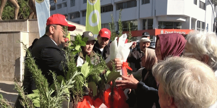 Bafra’da 40 bin fidan dağıtıldı