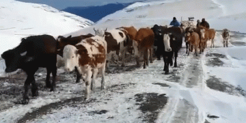 Karlı dağlarda besicilerin zorlu dönüşü