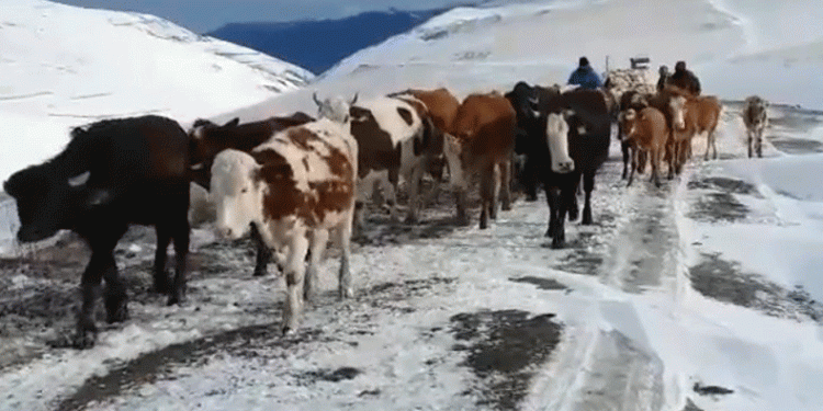Karlı dağlarda besicilerin zorlu dönüşü
