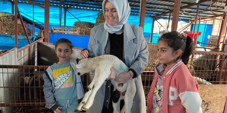 37 küçükbaş ile başladı 135’e çıktı