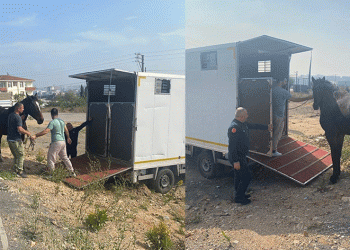 Başıboş at Tekirdağ’a gönderildi