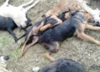 Bilecik’te köpek katliamı