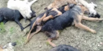 Bilecik’te köpek katliamı
