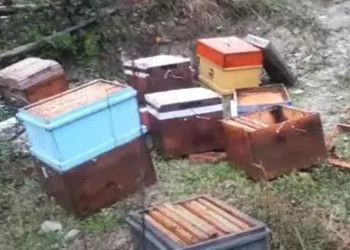 Ayılar önlem dinlemiyor