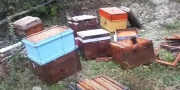 Ayılar önlem dinlemiyor
