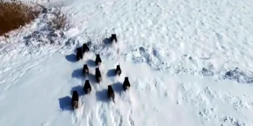 Domuz sürüsü havadan görüntülendi