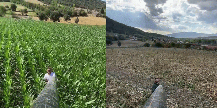 Domuzlar üreticiyi perişan etti