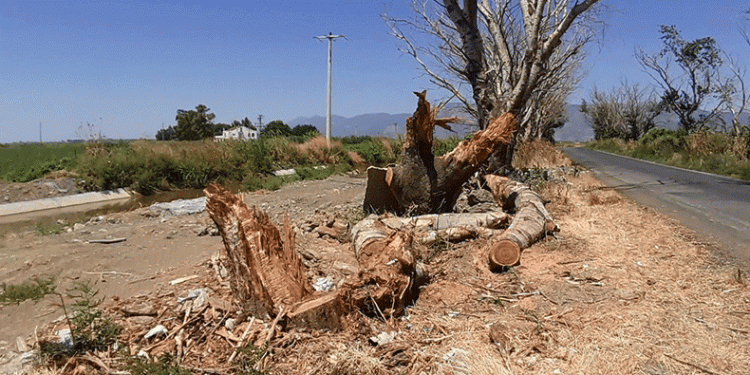 Akçakavak ağaçları için harekete geçildi