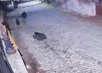 Yiyecek arayan ayılar kamerada