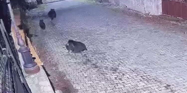 Yiyecek arayan ayılar kamerada
