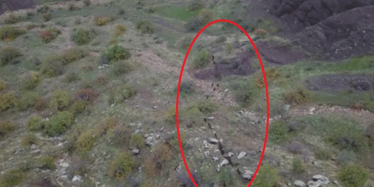Domuz sürüsünün kaçışı dronla görüntülendi