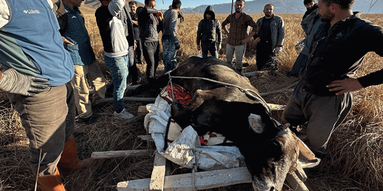 Sedye ile, inek kurtarma çalışması
