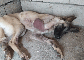 Kangren olan köpek ameliyat oldu
