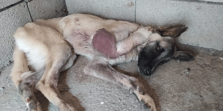 Kangren olan köpek ameliyat oldu