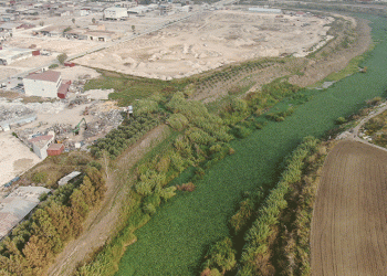 Su sümbülleri Asi Nehri’ni kapladı