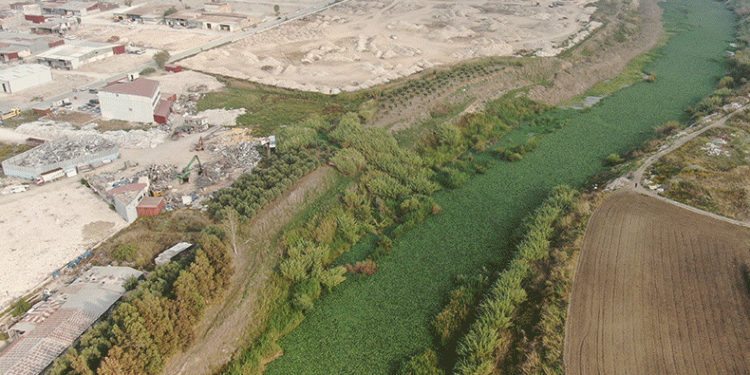 Su sümbülleri Asi Nehri’ni kapladı