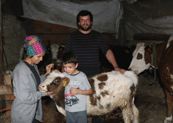 İnekler 4 aydır başkasına kayıtlı çıktı