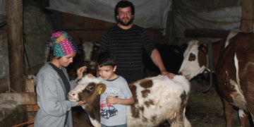 İnekler 4 aydır başkasına kayıtlı çıktı