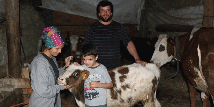 İnekler 4 aydır başkasına kayıtlı çıktı
