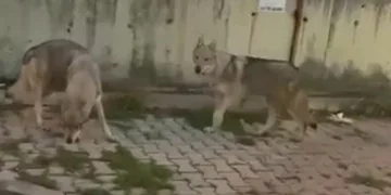 Aç kalan kurtlar şehir merkezine indi