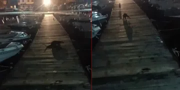 Bursa’da su samuru ile kedinin kovalamaca oyunu