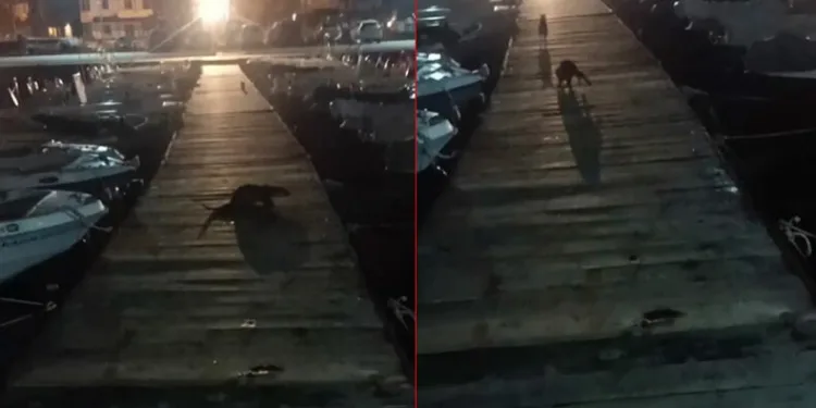 Bursa’da su samuru ile kedinin kovalamaca oyunu