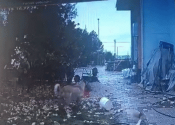 Sokak köpeği bahçeden tavuk kaçırdı