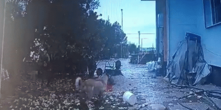 Sokak köpeği bahçeden tavuk kaçırdı