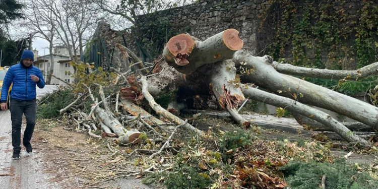 Bursa’da 250 yıllık tarihi çınar fırtınaya dayanamadı