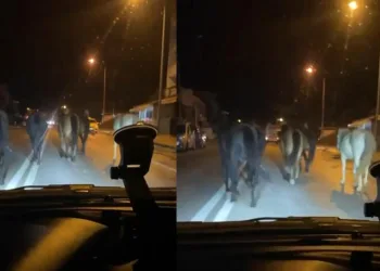 Bursa’da başıboş atlar trafiği zora soktu