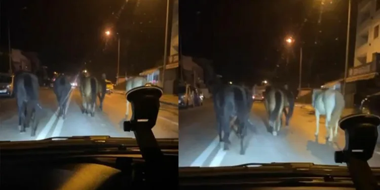 Bursa’da başıboş atlar trafiği zora soktu