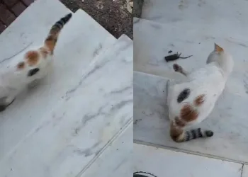 ‘Kedinin fareyle oynadığı gibi oynamak’