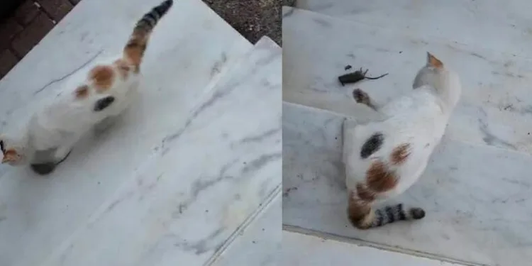 ‘Kedinin fareyle oynadığı gibi oynamak’