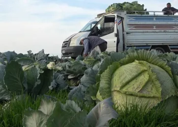 Muş’ta lahana üretiminden 90 milyon lira gelir bekleniyor