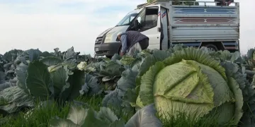 Muş’ta lahana üretiminden 90 milyon lira gelir bekleniyor