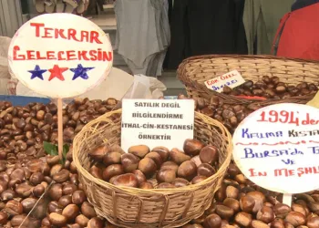 Çin kestanesine dikkat! Zehir saçıyor