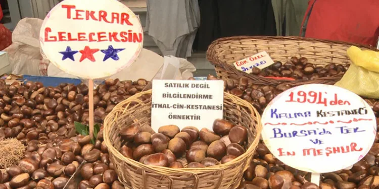 Çin kestanesine dikkat! Zehir saçıyor