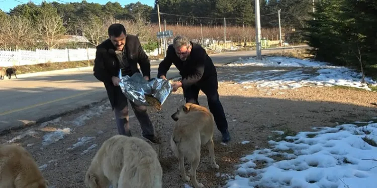 Uludağ’da hayvanlara yardım eli