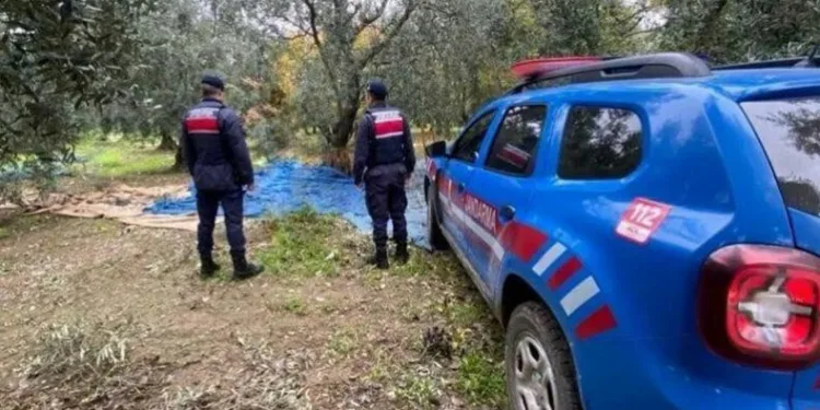 Bursa’da üzüm ve zeytin hırsızları jandarmadan kaçamadı