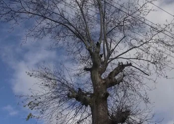 300 yıllık ağacın hikayesi