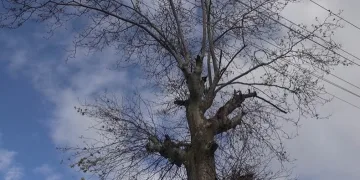300 yıllık ağacın hikayesi